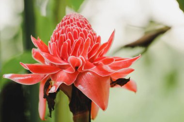 Torch Ginger güzel çiçekleri olan bir bienal bitkidir. Satılık kesilmiş çiçekler gibi artan bir popülerlik var.