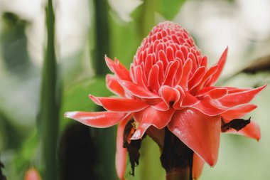 Torch Ginger güzel çiçekleri olan bir bienal bitkidir. Satılık kesilmiş çiçekler gibi artan bir popülerlik var.