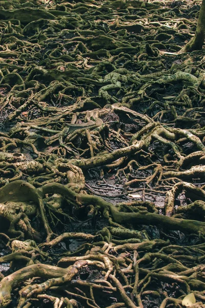 Sok Gyökere Mangrove Erdőben Használt Tapadás — Stock Fotó