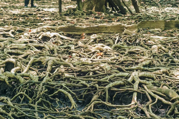 Mnoho Kořenů Stromů Mangrovovém Lese Používá Pro Adhezi — Stock fotografie
