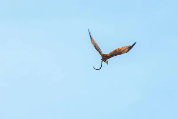 Haliastur Indus Flying Out Prey Medium Sized Bird Prey — Stock Photo, Image