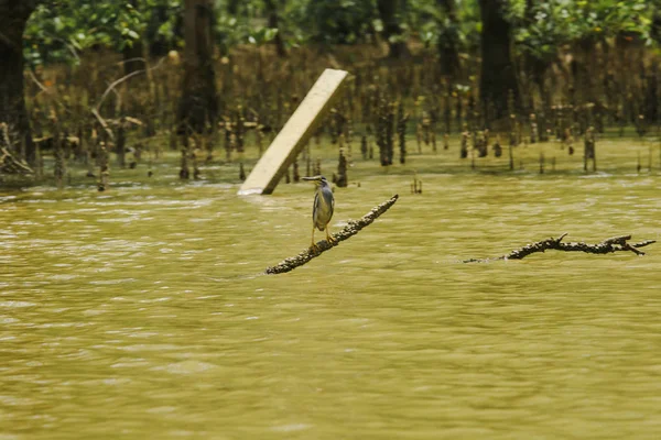 Butorides striatus su üzerindeki dalları üzerinde duruyor. Mangrov ormanında bulunan küçük bir kuş mu