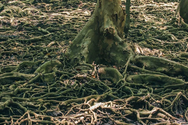 Mnoho Kořenů Stromů Mangrovovém Lese Používá Pro Adhezi — Stock fotografie