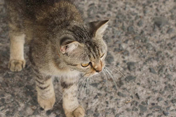 Piccolo Gatto Grigio Piedi Guardare Qualcosa Sul Davanti — Foto Stock