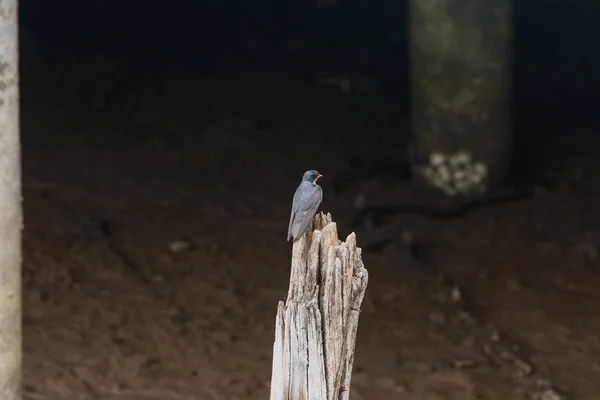 Hirondelle Pacifique Sur Bois Sec Dans Nature Qui Est Classé — Photo