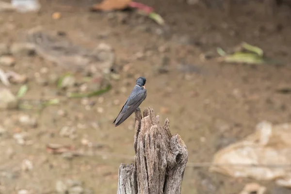 Hirondelle Pacifique Sur Bois Sec Dans Nature Qui Est Classé — Photo