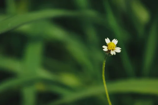 Les Boutons Manteau Sont Des Plantes Herbacées Sont Une Sorte — Photo