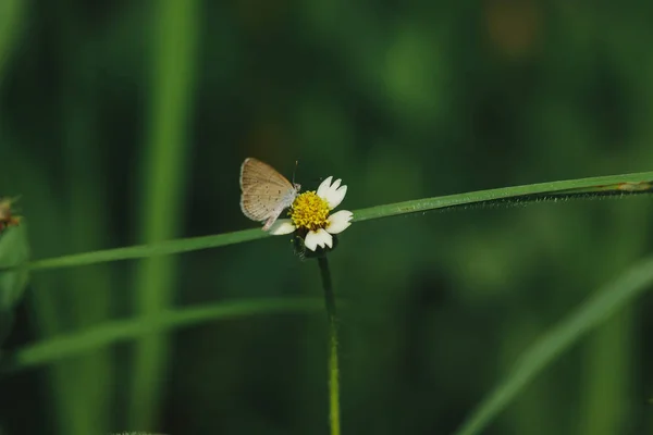 Les Papillons Sont Sur Les Boutons Manteau Dans Nature Cette — Photo