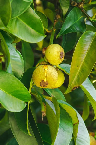 stock image Mangosteen on the tree is a local Thai fruit. The taste is sweet, sour and has a mellow flavor.