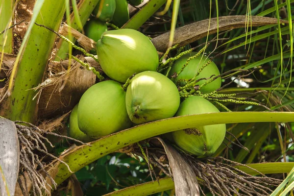 Young Nam-Hom coconut is an economic waste plant that exports both Thailand-Europe.