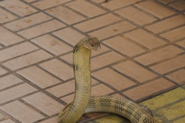 Kral Kobra başını kaldırıyor. Kral kobra dünyadaki en uzun zehirli yılandır..