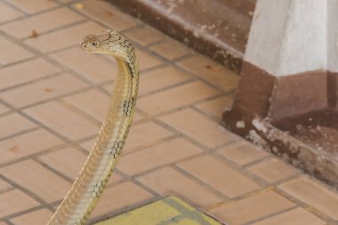 Kral Kobra başını kaldırıyor. Kral kobra dünyadaki en uzun zehirli yılandır..