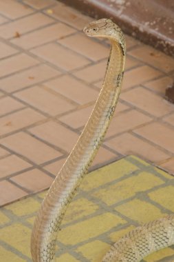 Kral Kobra başını kaldırıyor. Kral kobra dünyadaki en uzun zehirli yılandır..