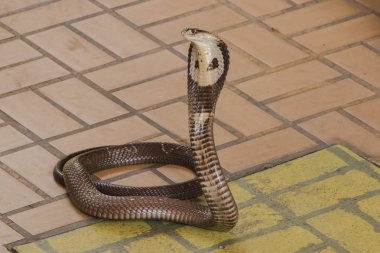 Kobra yerde orta boy bir yılan var ciddi bir zehir var.