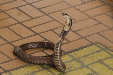 Kobra yerde orta boy bir yılan var ciddi bir zehir var.