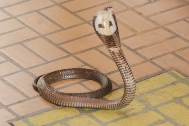 Kobra yerde orta boy bir yılan var ciddi bir zehir var.