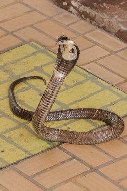 Kobra yerde orta boy bir yılan var ciddi bir zehir var.