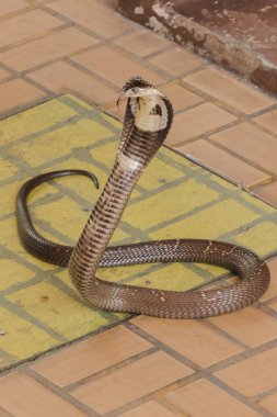 Kobra yerde orta boy bir yılan var ciddi bir zehir var.