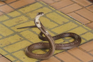 Kobra yerde orta boy bir yılan var ciddi bir zehir var.