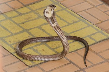 Kobra yerde orta boy bir yılan var ciddi bir zehir var.