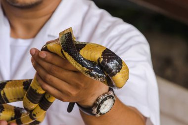 Malayan Krait is on a man's hand. A snake with black and white stripes along the body length. clipart