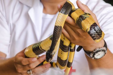 Malaya Krait bir erkeğin elinde. Vücut uzunluğu boyunca siyah ve beyaz çizgili bir yılan.