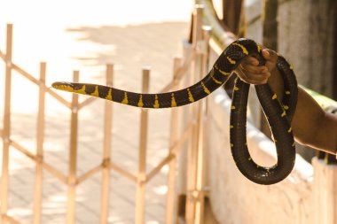 Malaya Krait bir erkeğin elinde. Vücut uzunluğu boyunca siyah ve beyaz çizgili bir yılan.