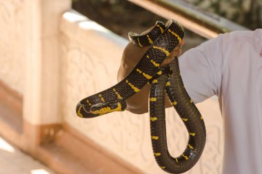 Malaya Krait bir erkeğin elinde. Vücut uzunluğu boyunca siyah ve beyaz çizgili bir yılan.
