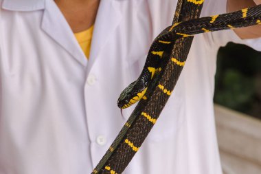 Malaya Krait bir erkeğin elinde. Vücut uzunluğu boyunca siyah ve beyaz çizgili bir yılan.