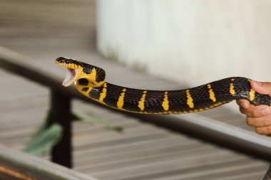 Malaya Krait bir erkeğin elinde. Vücut uzunluğu boyunca siyah ve beyaz çizgili bir yılan.