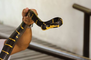 Malaya Krait bir erkeğin elinde. Vücut uzunluğu boyunca siyah ve beyaz çizgili bir yılan.