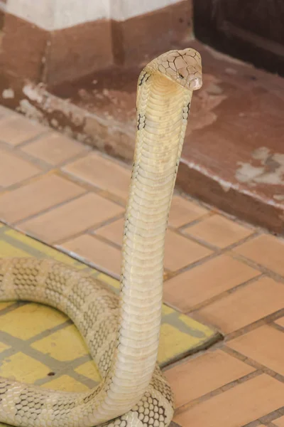 キング コブラが頭を上げているキングコブラは世界で最も長い毒ヘビです — ストック写真