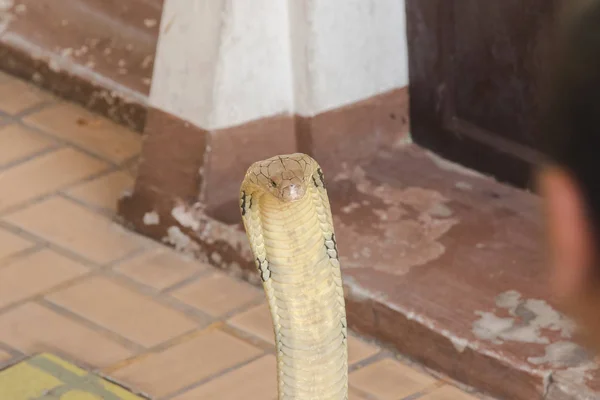 King Cobra Lève Tête King Cobra Est Long Serpent Venimeux — Photo