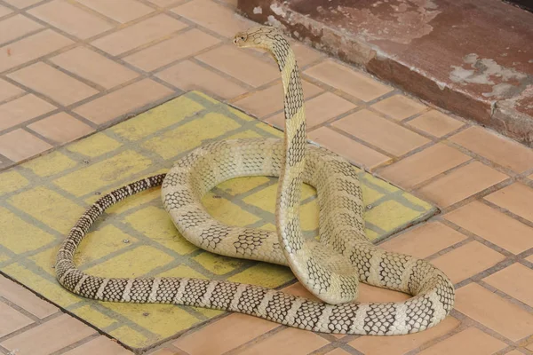 King Cobra Løfter Hodet Kong Kobra Verdens Lengste Giftslange – stockfoto