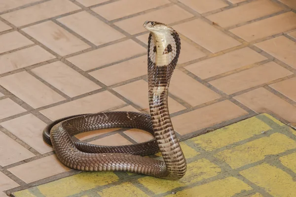 Kobra yerde orta boy bir yılan var ciddi bir zehir var.