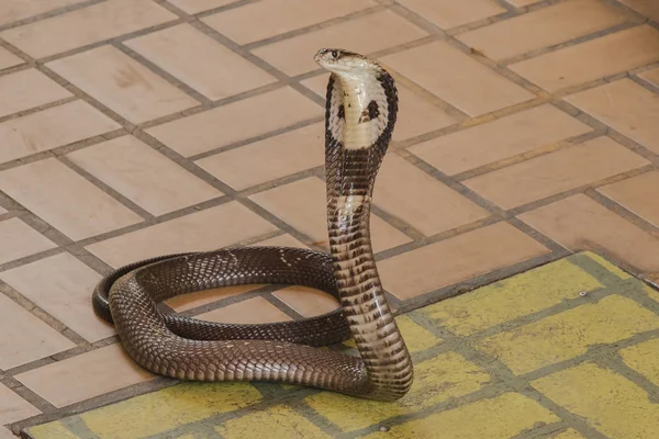 Kobra yerde orta boy bir yılan var ciddi bir zehir var.