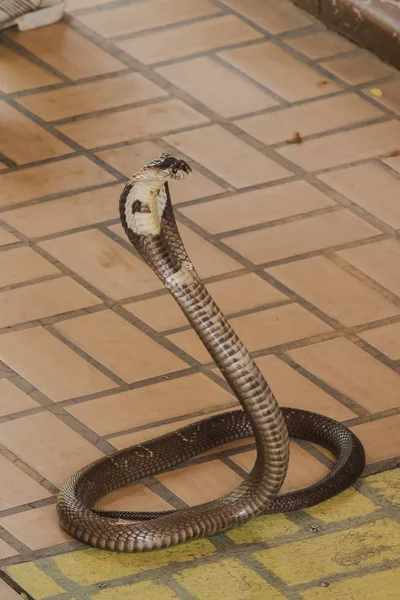Cobra Est Sur Sol Est Serpent Taille Moyenne Poison Grave — Photo