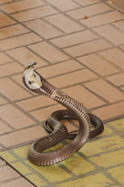 Cobra Padlón Van Egy Közepes Méretű Kígyó Van Egy Komoly — Stock Fotó