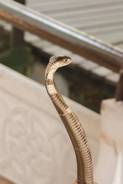 Cobra Está Chão Uma Cobra Tamanho Médio Veneno Sério — Fotografia de Stock