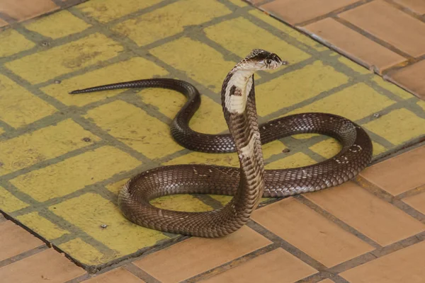 Cobra Está Chão Uma Cobra Tamanho Médio Veneno Sério — Fotografia de Stock