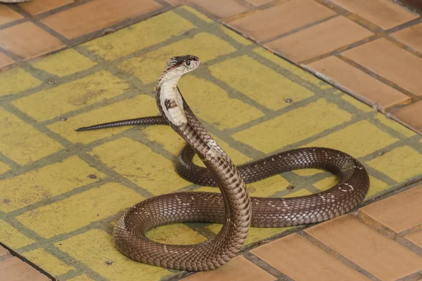 Kobra yerde orta boy bir yılan var ciddi bir zehir var.