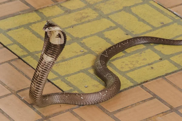 Kobra Liegt Auf Dem Boden Ist Eine Mittelgroße Schlange Gibt — Stockfoto