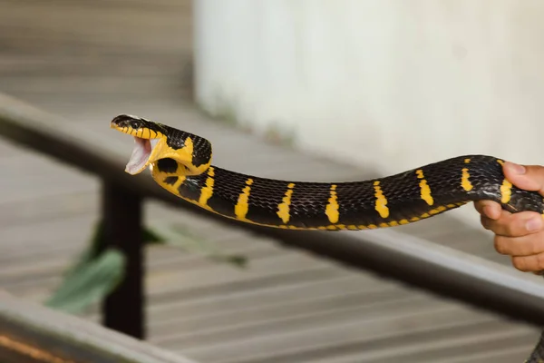 Malaysische Krait Ist Auf Der Hand Eines Mannes Eine Schlange — Stockfoto