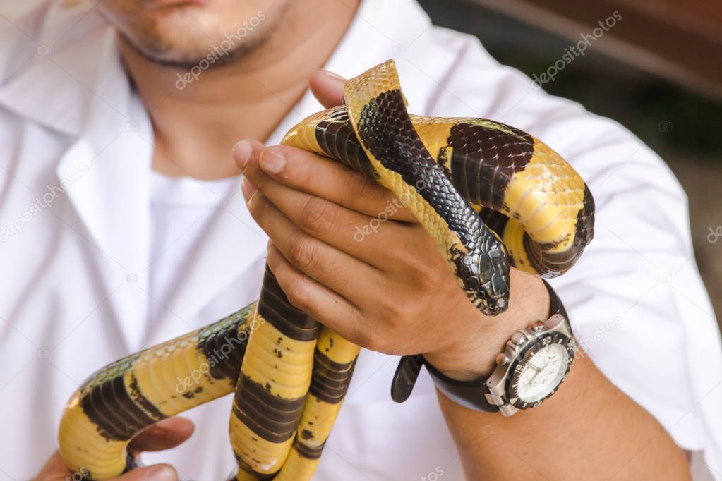 Malayan Krait is on a man's hand. A snake with black and white stripes along the body length.