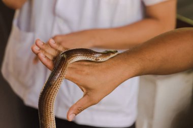 Güneş ışını yılanı benim ellerimde
