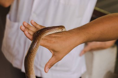 Güneş ışını yılanı benim ellerimde