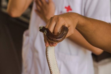 Güneş ışını yılanı benim ellerimde