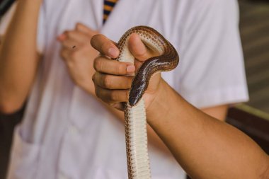 Güneş ışını yılanı benim ellerimde