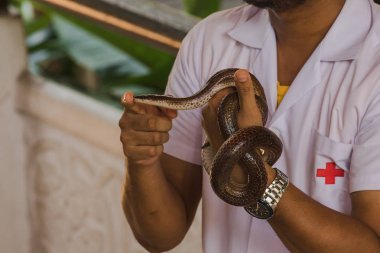 Güneş ışını yılanı benim ellerimde