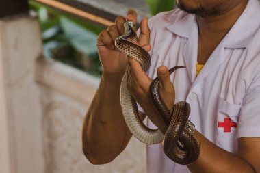 Güneş ışını yılanı benim ellerimde